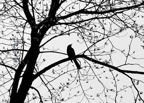 Black Bird Nature Photography Tree Black and White Fine Art Photography Silhouette In A Lace Tree Print