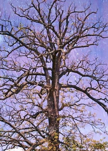 Tree Of Life Nature Photography Star Fild Dorm Decor Beech Summer Day Fine Art 5 x 7 Home Office Photograph