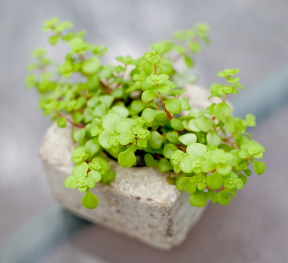 Bettina: Small Hypertufa pot, Concrete Pot, without plant