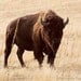 Wild Life Photography Print Brown Buffalo Bison Animal Wall Art Home Decor 8x10