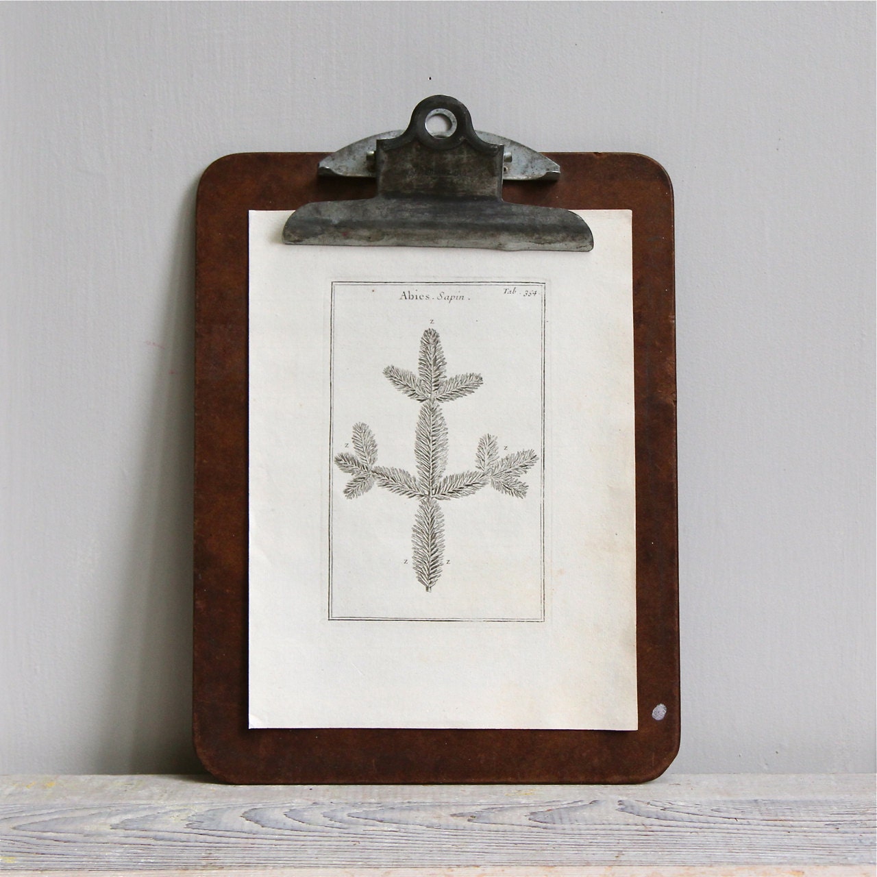 Original Antique Botanical Print - Fir Branch, Specimen