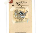 Australian Blue Wren, Giclee, Art Print, Birds Nest, Woodland, Pencil Drawing, Watercolor, Illustration, Field Notes, Nature Study
