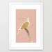 Little mother Streptopelia decaocto print of original illustration