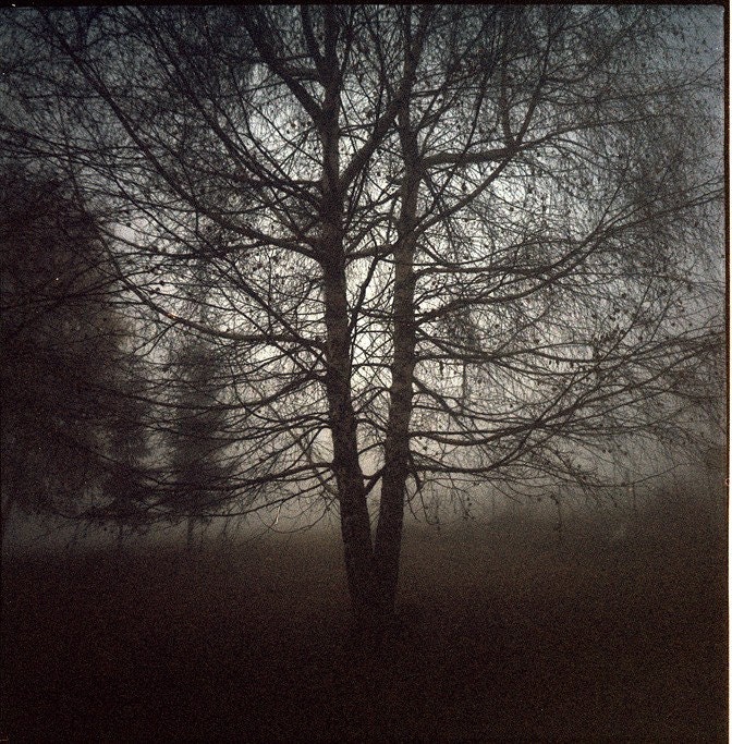 Ribbon tree, the dusk.
