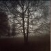 Ribbon tree, the dusk.