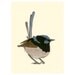 Australian bird art print - Christopher Wren II - 4" x 6" superb blue fairy wren print