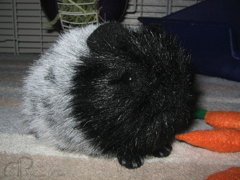 Roan Guinea Pig