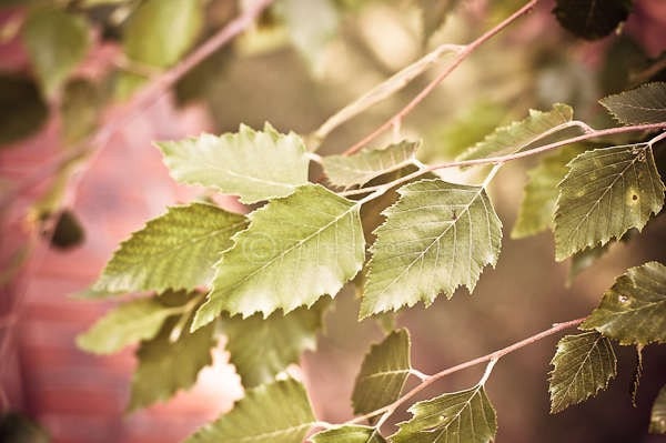 Golden Fall Leaves- beautiful warm colors of fall, soft and soothing, realxing- photographic print on 8x12" (20x30cm) size
