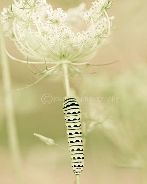 Queen Anne's Lace-  soft green tones on 8x10" (20x25cm) fine art print from Long Grass Series
