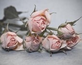 Roses- soft and soothing photographic print of light pink bouquet of roses, 5x7" (13x18cm)