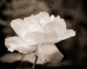Simple-  beautiful white flower in  soft sepia tones, 5x7" (13x18cm) fine art print