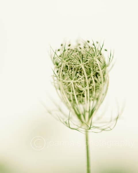 Metallic print of Queen Anne's Lace in pale, mint green tones, romantic cottage decor, summertime,  8x10" (20x25cm)