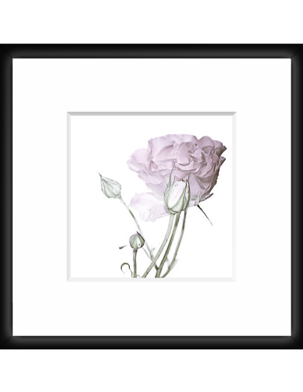 Pure- soft close up photograph of beautiful light purple flower of a spring rose, shown with small buds around it, 8x8" (20x20cm)