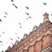 Citys Bird Sanctuary-  print of birds flying on the sky of the city of Sandomierz in Poland - 8x12" (20x30cm)