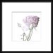 Pure- soft close up photograph of beautiful light purple flower of a spring rose, shown with small buds around it, 8x8" (20x20cm)