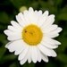Daisy - photographic print of flower of daisy in natural colors , 5x5" (13x13cm) size