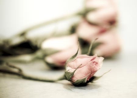 Aside- photographic print of bouquet of pink roses- soft pink tones, romantic, perfect valentine's day print- 5x7" (13x18cm)