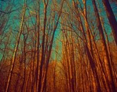 SALE Autumn photography  art harvest gold aqua tree photo autumn forest canadian maple trees russet fall colors  wall art