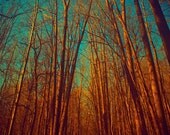 Autumn photography, nature photo, fall colors, russet, rusty red, turquoise, maple trees, fairytale, tree photo  - Enchanted 11x14