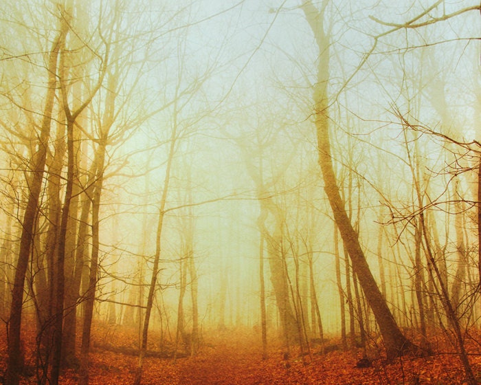 Tree photography, autumn forest, falling leaves, fall photograph, burnt orange, honey gold, woodland photo, walk in the woods