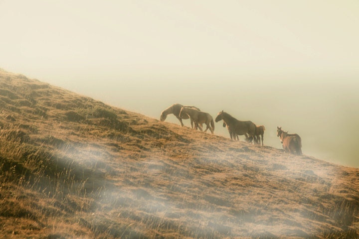 Horse photography, wild horses, nature photography, animal photo, neutral colors, earthtones, rustic decor, mocha