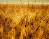 Food photography thanksgiving rustic art wheat field burnt orange rustic decor pumpkin harvest gold cooking earthtones