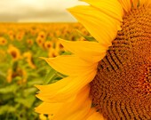30% OFF Sunflower photo flower art nursery wall art sunflower photo mustard yellow golden brown - Field of Sunshine 8x10