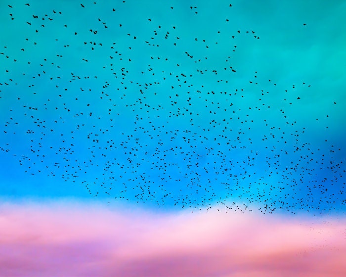 30% OFF Sunset photo dreamy bird print violet blue turquoise autumn ontario pastel painterly wall art modern decor - Migration 8x10