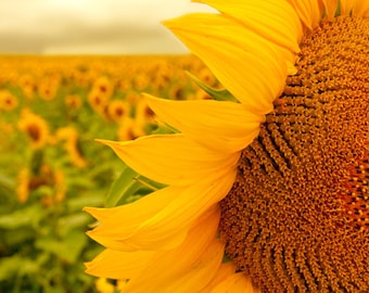 Sunflower photo flower art nursery wall art sunflower photo mustard yellow golden brown - Field of Sunshine 8x10