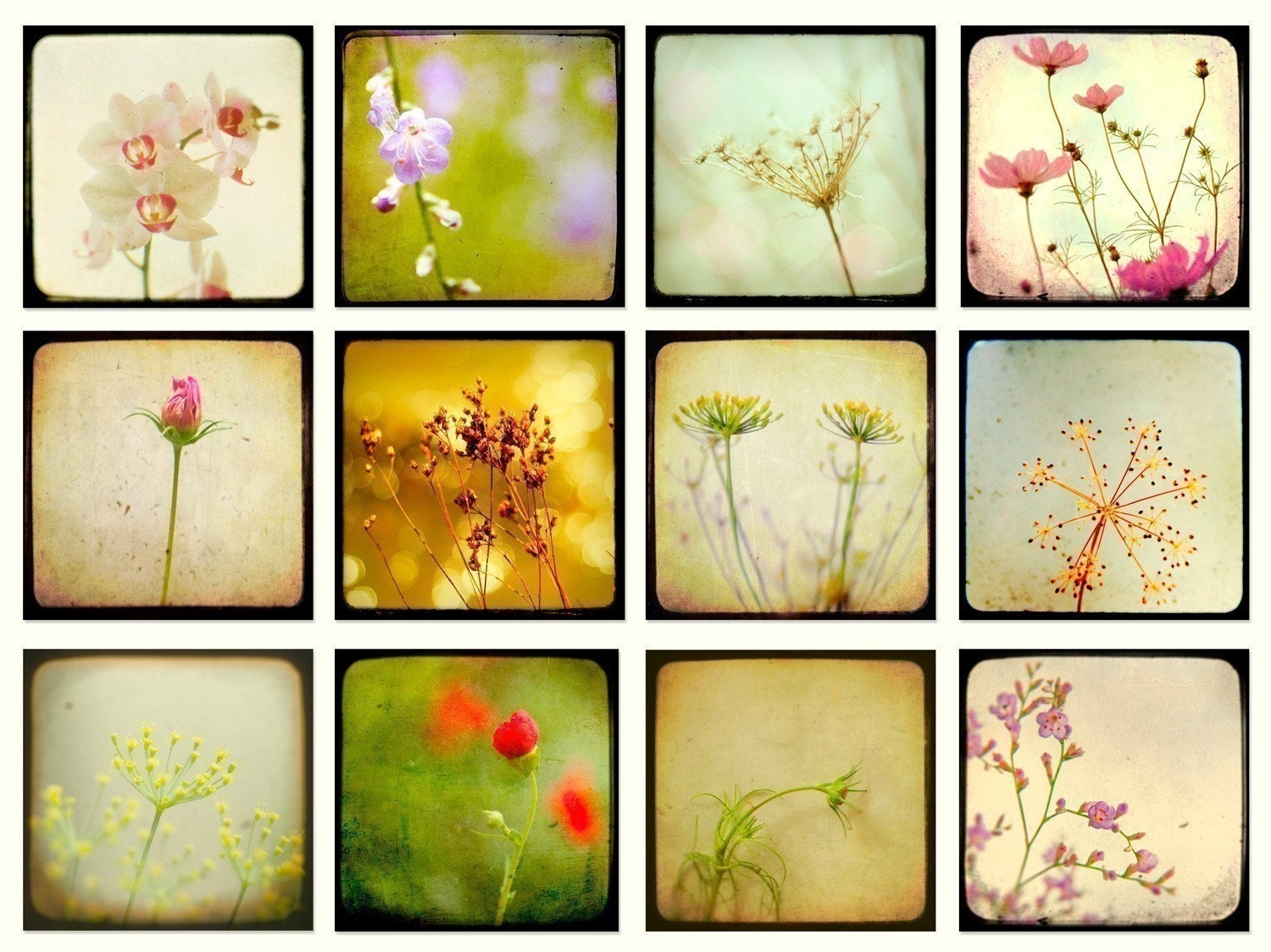 Nature photography, flower photos, TTV print set, pastel, print collection, honey gold, set of small prints Set of12 4x4 prints