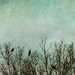 Quarry green birds in tree black bird giclee art print nature photograph wall art Nature Photo - Just The 3 of Us 8x8