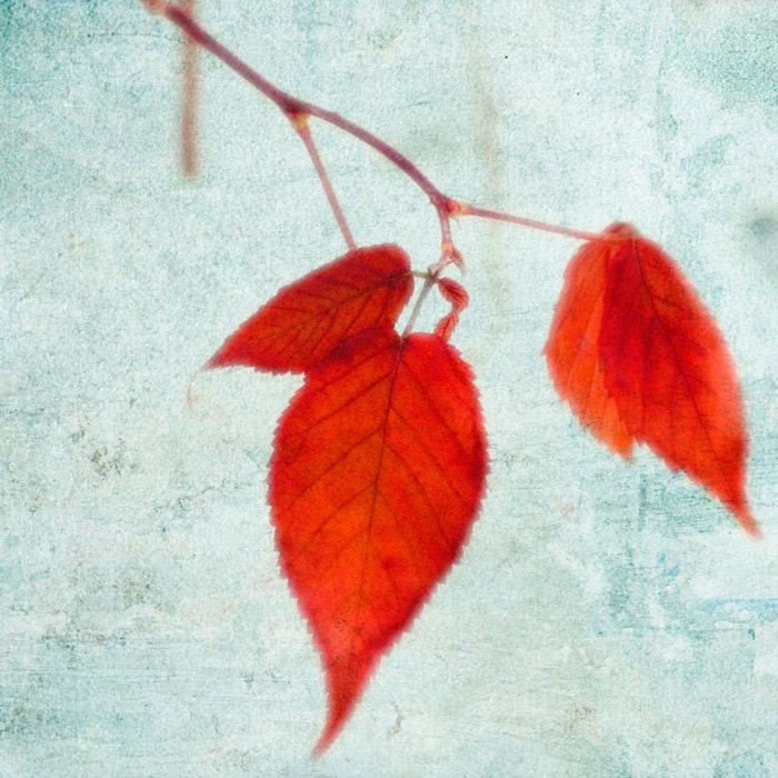 Winter photography snow red leaves cranberry, woodland pale blue forest floor rustic decor - The Last Leaves 8x8