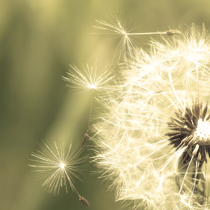 Dandelion photography green home decor neutral flower photography dandelion seed pale green art print shabby chic neutrals
