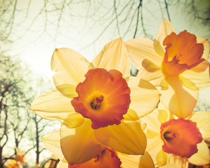 Yellow daffodil, flower photography, peaches and cream, citrus, lemon yellow, orange, narcissus, London England, spring, avocado green