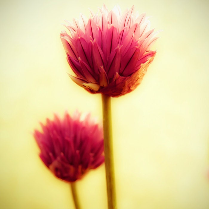 Home decor, spring decor, mustard yellow, honeysuckle pink flower photography autumn garden shabby chic decor feminine