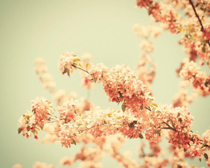 Spring photography spring flowers honeysuckle pink pastel dusty rose girl's room decor pale green nursery decor - May Flowers 8x10