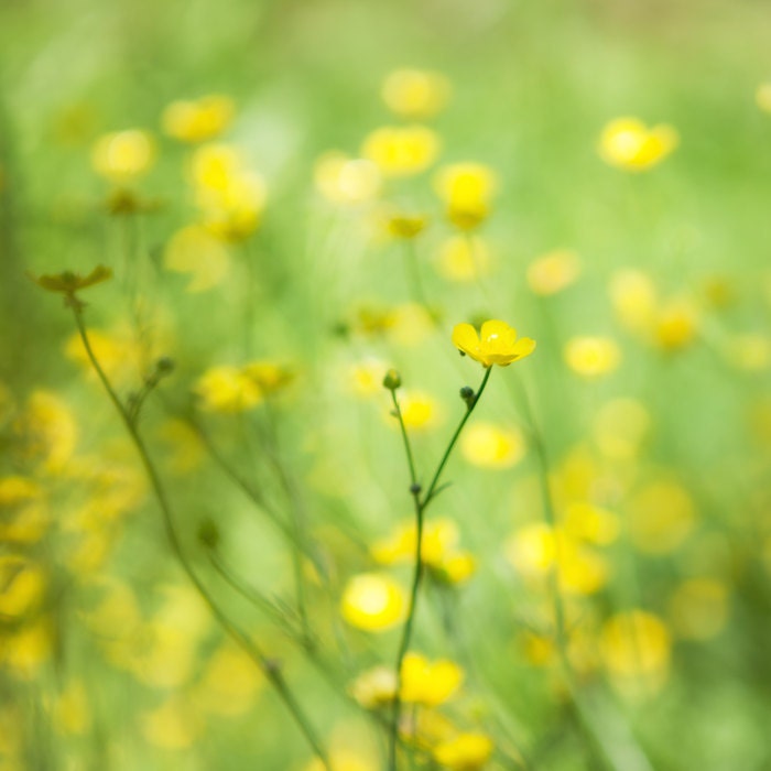30% OFF Yellow flowers photography buttercups summer decor flower photography yellow accent green field of dreams shabby chic floral