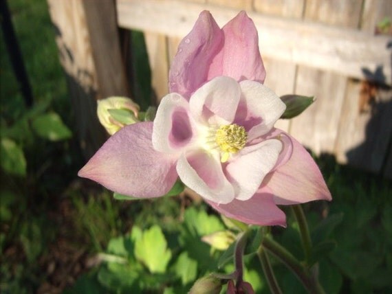 Columbine mix 50 seeds Aquilegia hybrida
