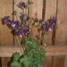 Columbine mix 50 seeds Aquilegia hybrida