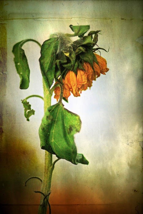 Early Summer Sale 30% nature photography fine art photography sunflower autumn yellow green 10x15 print office decor home decor