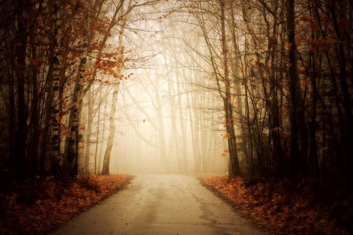 Silent Path - 10x15 Fine Art Photograph
