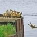 animal photography fine art photography gosling goose print funny 4x6 nursery decor home decor