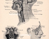 1906 Vintage Upper Respiratory System Nasal Cavity Sinuses Passage of Air Print