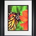 Framed Monarch Butterfly Original Colored Pencil Drawing