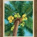 Palmera Del Coco 8x10 Print