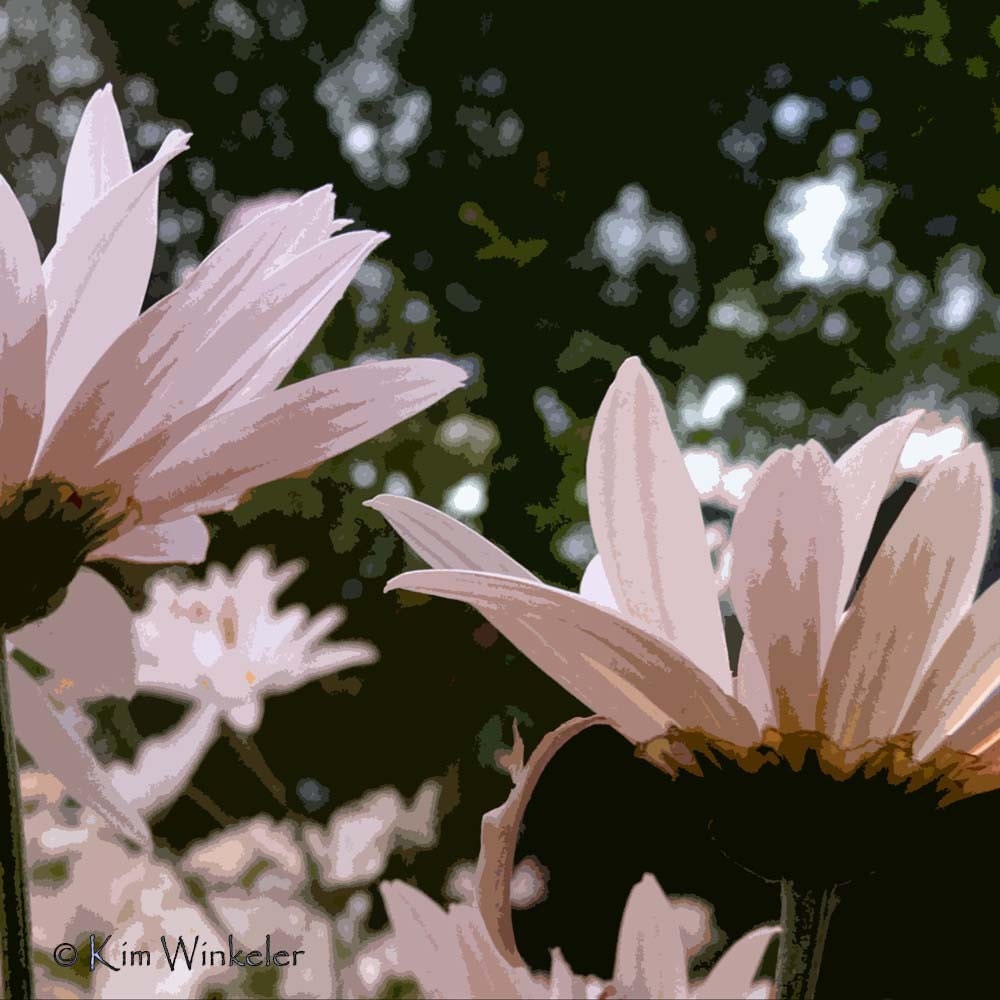 Pink Daisies 8x8 Altered Fine Art Photograph