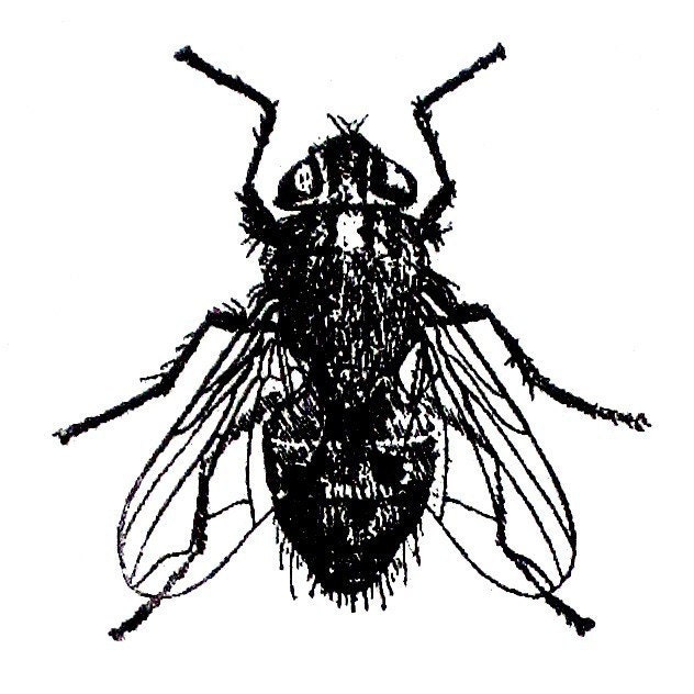 Fly on the Wall - 8x10 intaglio print