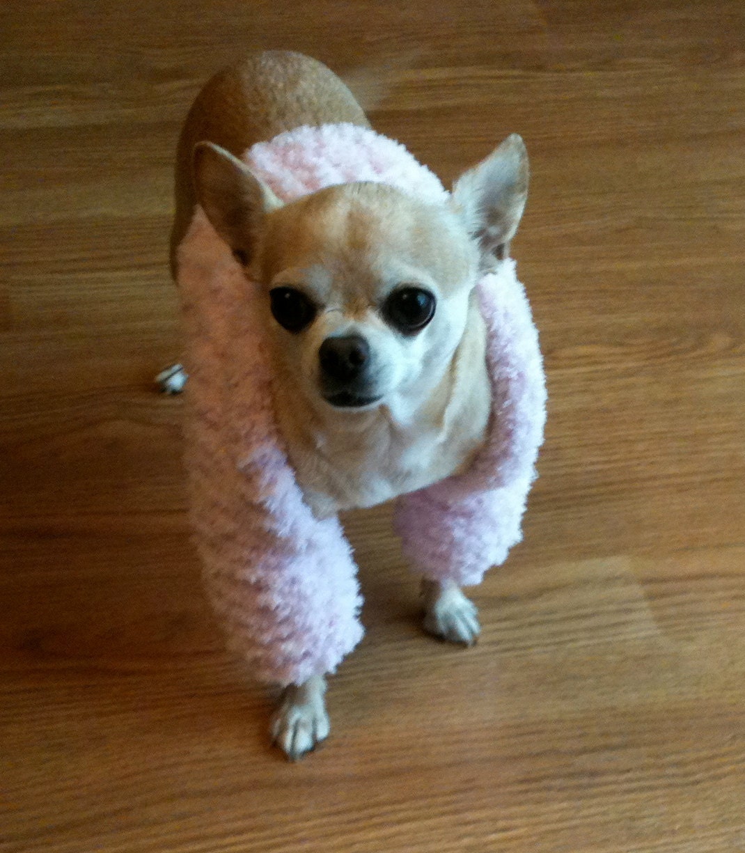 Immediate Download - PDF Knitting Patten for Chiquita's Elegant Chihuahua Shrug
