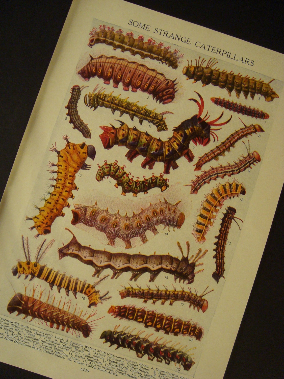 Strange Caterpillars Double Sided Antique Original Insect Print Number 589 - iowajewel