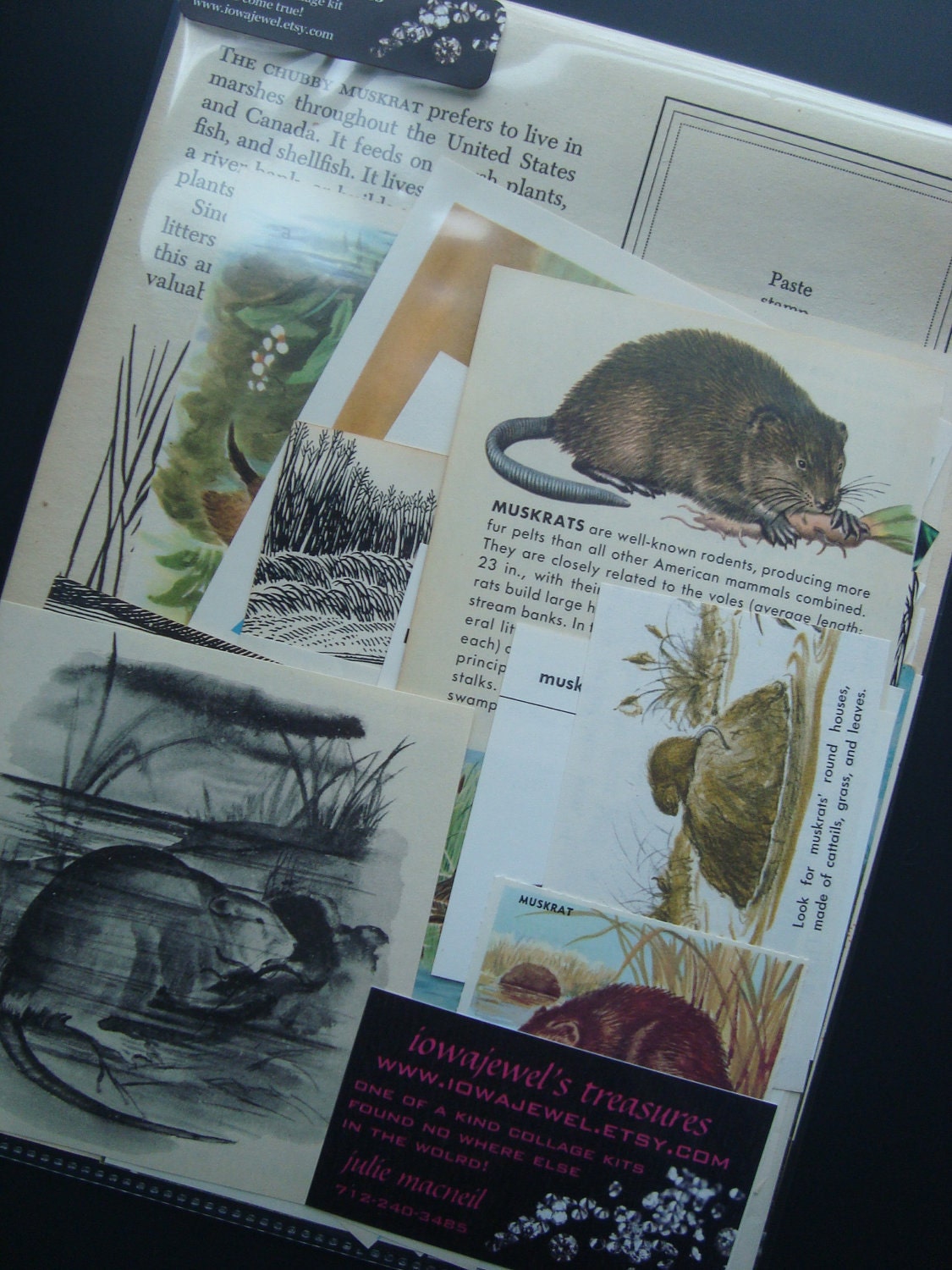 Muskrat Love Vintage Pond Animal Collage and Scrapbook Kit Number 1334